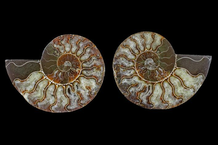 Agate Replaced Ammonite Fossil - Madagascar #166750